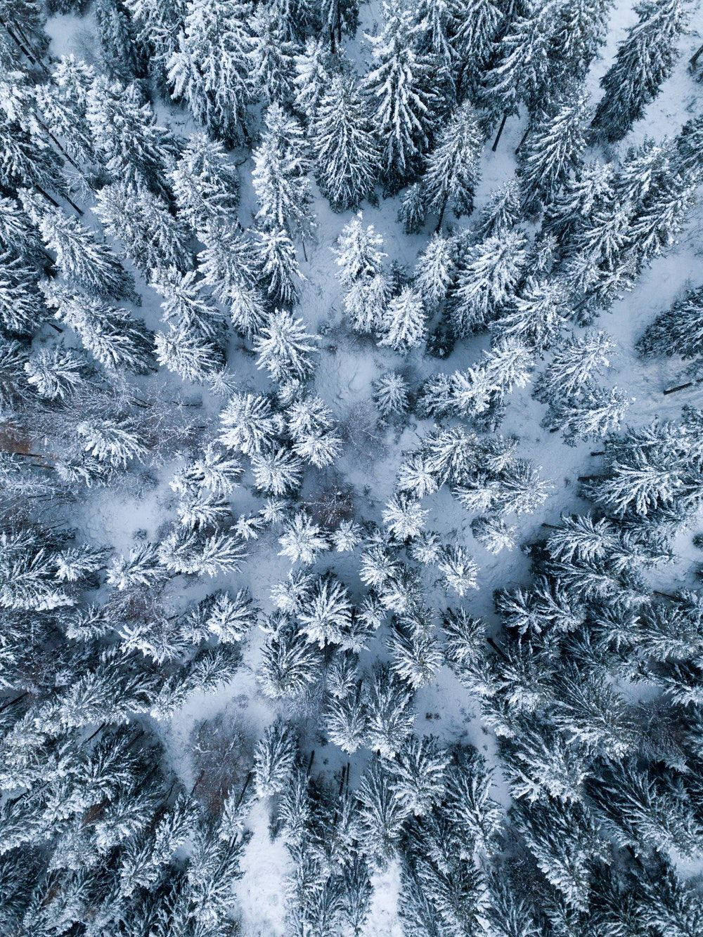 Winter Pine Trees iPad Display Picha ya Ukuta