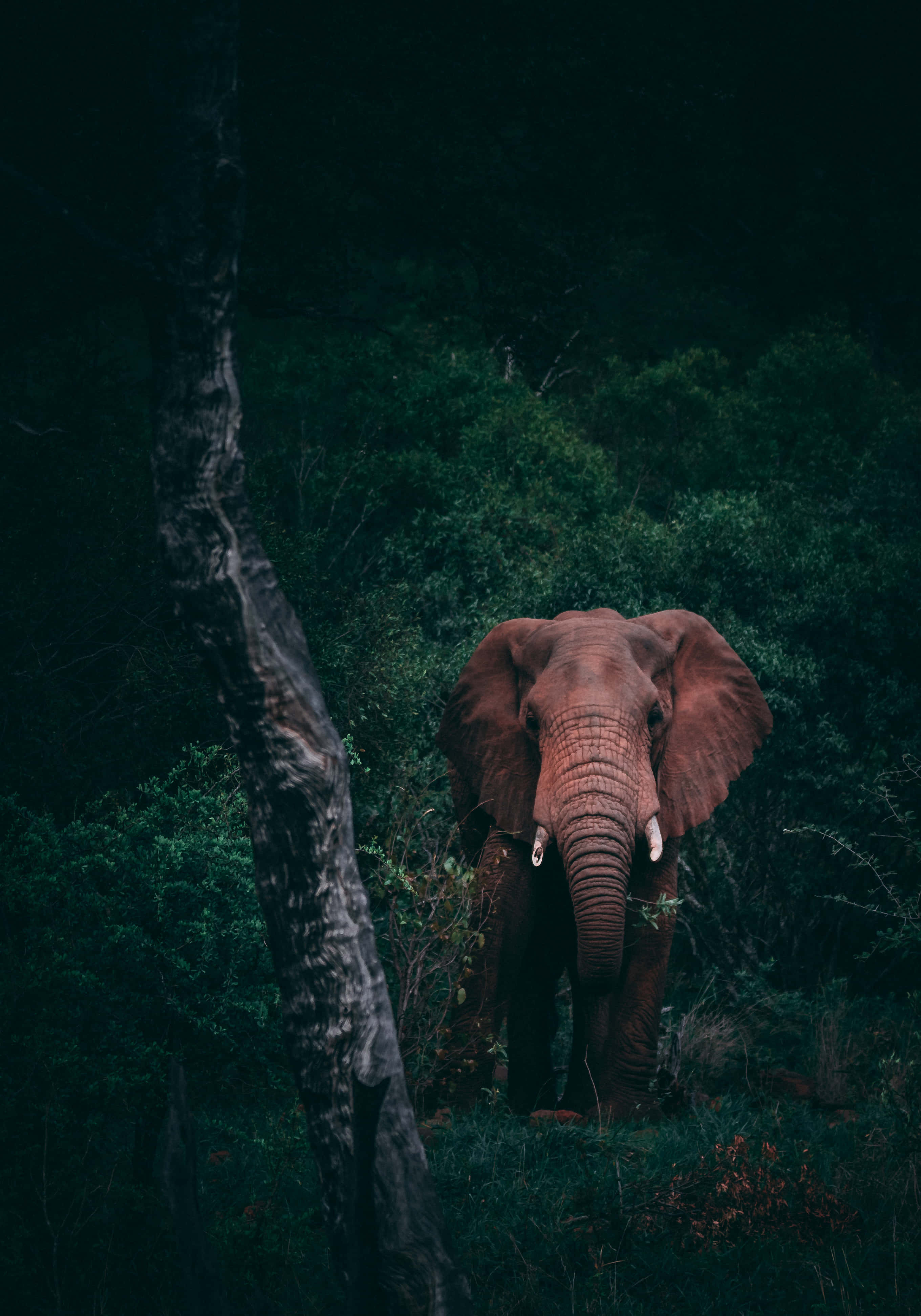 Working On The Go with the Elephant Laptop. Picha ya Ukuta