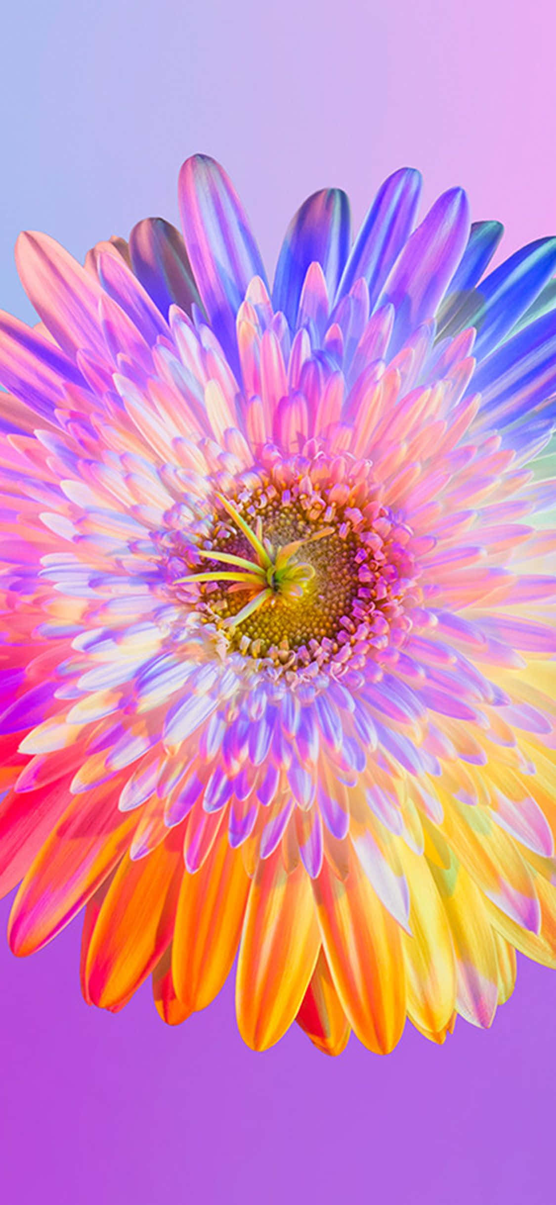 Zidisha siku yako na wallpaper hii ya Rainbow Flower iPhone! Picha ya Ukuta