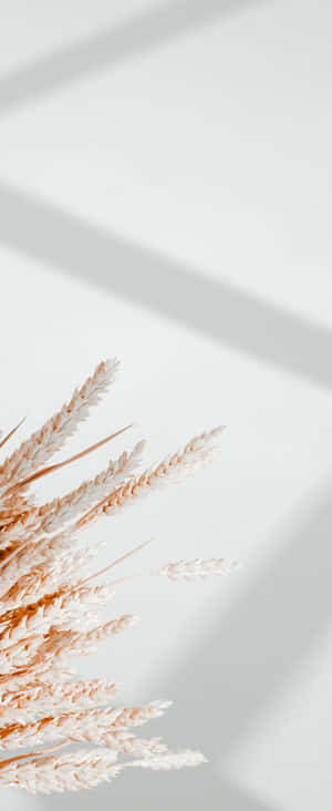 1080x2636 — Xiaomi Mix Flip 2 Picha ya Ukuta
