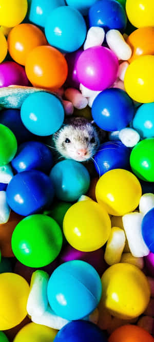 Ferret background — Moto E14 Picha ya Ukuta