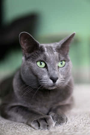 Russian Blue Cat Pictures — Honor MagicPad 3 Pro Picha ya Ukuta