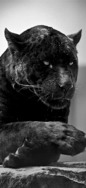 Black Jaguar
