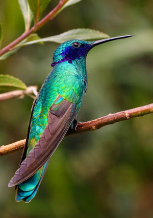 Iridescent Hummingbird wallpaper — Oppo Pad 5 Pro Picha ya Ukuta