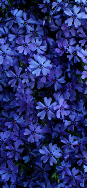 Beautiful Flower pictures — Honor Win RT Picha ya Ukuta
