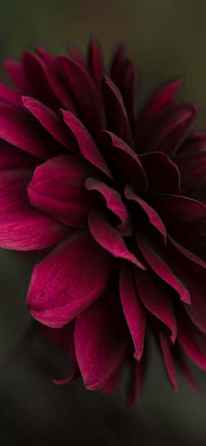 Burgundy Flower — Redmi Note 17 Picha ya Ukuta