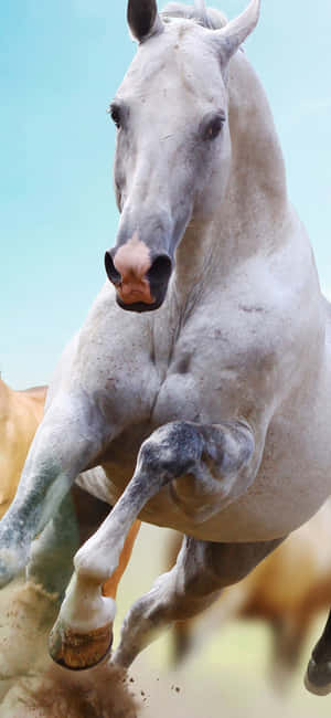 Animals Iphone — Redmi Note 17 Picha ya Ukuta