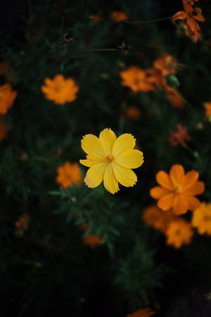 Cosmos Flowers Dim — Huawei MatePad Picha ya Ukuta
