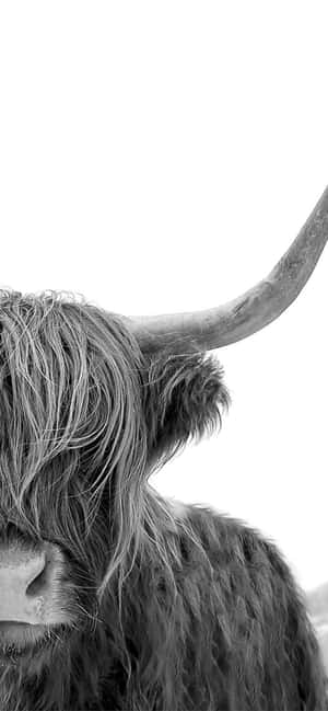 Cow Iphone — iPhone 13 Mini Picha ya Ukuta