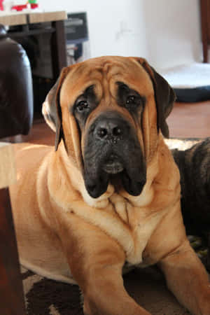 English Mastiff Pictures — Honor Pad GT2 Pro Picha ya Ukuta