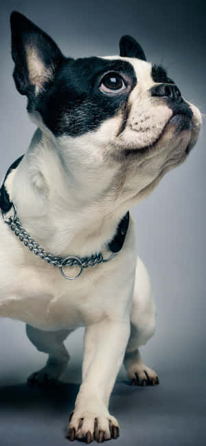 french bulldog Pictures — Tecno Camon Picha ya Ukuta