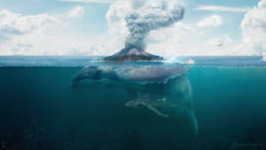 Giant Whale In The Ocean wallpaper. — 2560x1440 Picha ya Ukuta