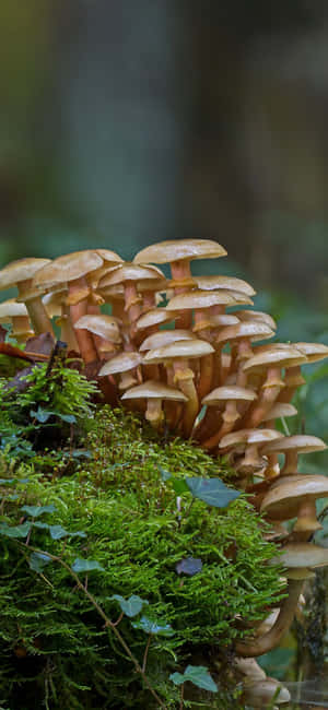 Mushroom Phone — iPhone 17 Pro Picha ya Ukuta