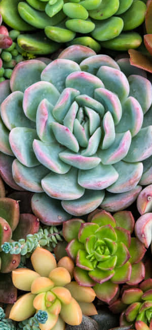 Plant Aesthetic Phone — Redmi Note 15 Pro Picha ya Ukuta