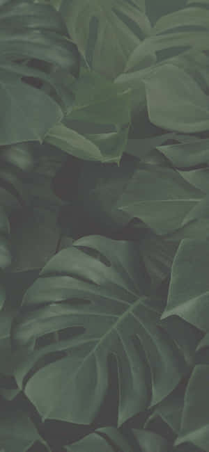 Green Aesthetic background — iPhone 16 Picha ya Ukuta