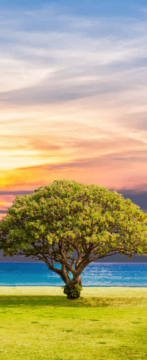 1080x2636 — Xiaomi Mix Flip 2 Picha ya Ukuta