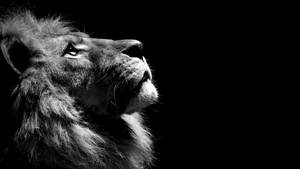 Black and white wallpaper of lion with head up in side view