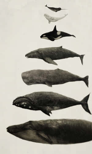 Sperm Whale Pictures — Galaxy Tab A11 Picha ya Ukuta