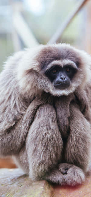 Iphone Xs Max Gibbon Background — Redmi K100 Pro Max Picha ya Ukuta