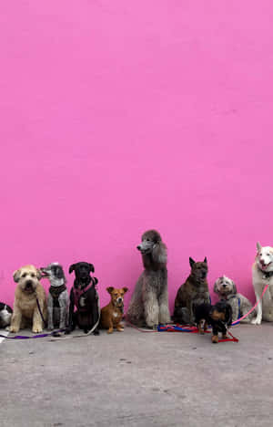 Pink Puppies — Infinix Xpad 20 Picha ya Ukuta
