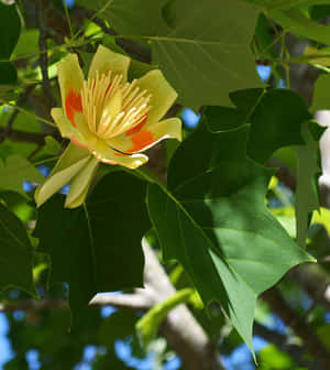 Tulip Tree Pictures — Xiaomi Mix Flip 2 Picha ya Ukuta