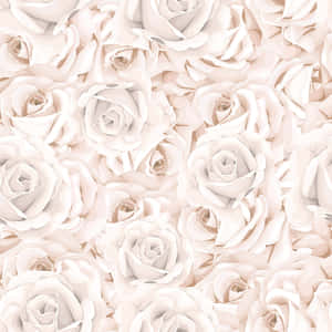 White Rose Background — iPad Pro 11 Picha ya Ukuta