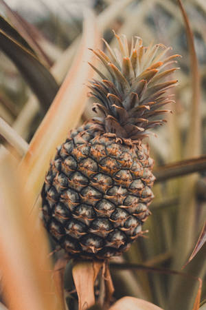 Pineapple close-up photography growing in a shrub wallpaper — 2:3 Picha ya Ukuta