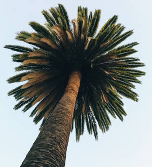 Lo Fi Palm Tree wallpaper — Vivo X Fold Picha ya Ukuta