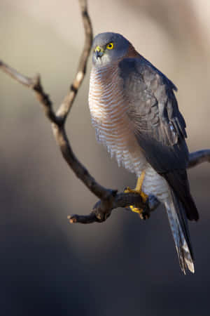 Sparrow Hawk Pictures — Honor MagicPad 3 Picha ya Ukuta