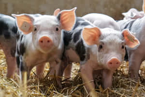 farm animals pictures — MacBook Air 15 Picha ya Ukuta