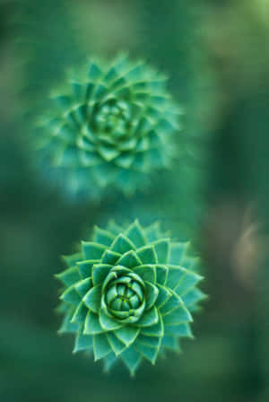 Green Flower Background — iPad Pro Picha ya Ukuta
