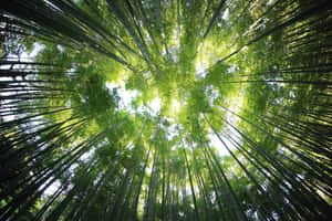 Green Nature background — MacBook Pro 14 Picha ya Ukuta