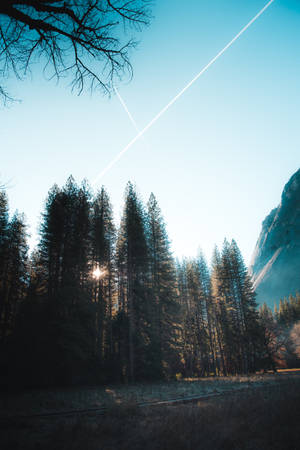 Photo of tall pine trees in the forest with sun shining through wallpaper. — 2:3 Picha ya Ukuta