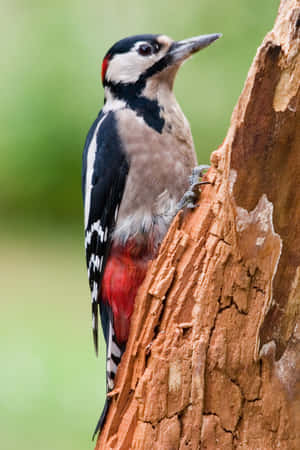 A woodpecker perched on a tree — Oppo Pad Picha ya Ukuta