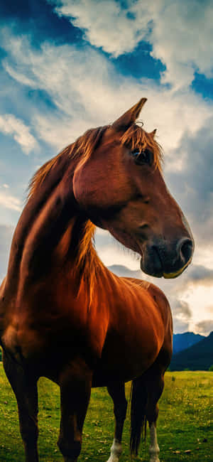 Beautiful Horse Iphone — Xiaomi 17 Ultra Picha ya Ukuta