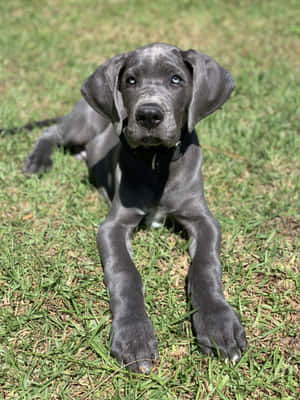 Great Dane Puppies Pictures — iPad Pro 12.9 Picha ya Ukuta