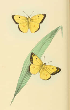 Cute Yellow Butterflies — Moto Pad 60 Lite Picha ya Ukuta
