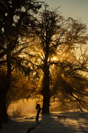 Tree Branch Pictures — Huawei MatePad Edge Picha ya Ukuta
