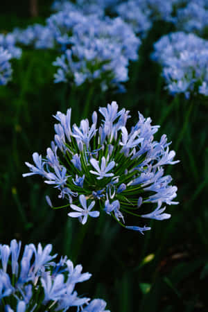 African Lilies Blue Flowers Phone — Huawei MatePad 11.5 (2026) Picha ya Ukuta