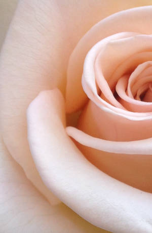 Allure of Nature - a Stunning Vibrant Red Rose — Honor MagicPad4 Picha ya Ukuta