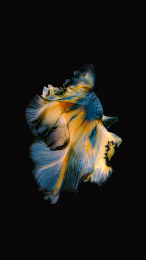 Live yellow blue fighting fish iPhone 11 HD wallpaper. — iPhone 11 Picha ya Ukuta