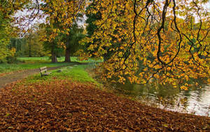 Fall wallpaper of trees, fallen leaves, pond and a bench.