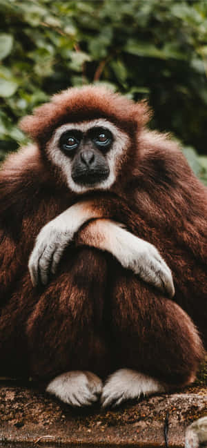 Mandhari ya Android Gibbon — Nothing Phone (4a) Pro Picha ya Ukuta