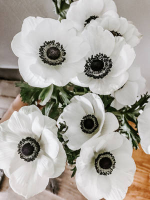 Anemone Blossom in Full Bloom — 3:4 Picha ya Ukuta