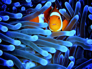Anemoni ya Bluu ya Neon — Samawi wa neon Picha ya Ukuta