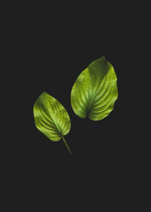 Anthurium Leaf In Black wallpaper. — Oppo Pad 4 Pro Picha ya Ukuta