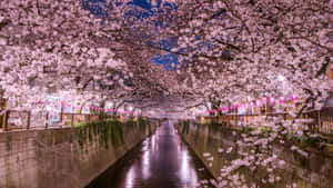 Asili ya Maua ya Cherry — Cherry blossom Picha ya Ukuta