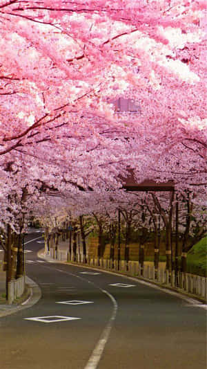 Asili ya Maua ya Cherry — Cherry blossom Picha ya Ukuta