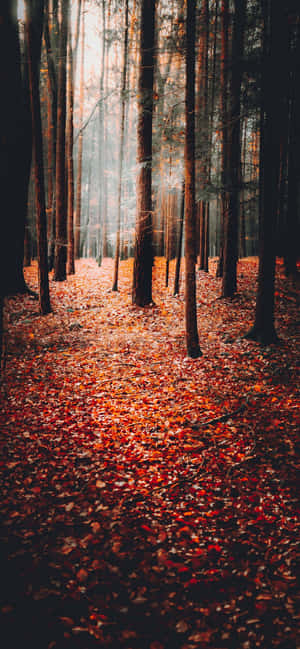 Autumn Background — ZTE Blade A Picha ya Ukuta