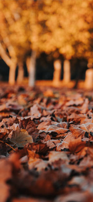 Thanksgiving iPhone Image of Autumn Leaves — iPhone 16 Pro Picha ya Ukuta